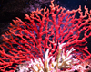 ɺ������|����������ˮ�����������|Coral