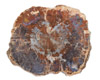 ľ��ʯ����|����������ˮ�����������|Petrified Wood